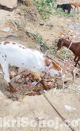 ছাগল Goat